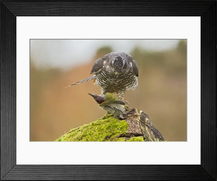 Framed Print : Picture No. 10887012 Framed Print : Picture No. 10887012
