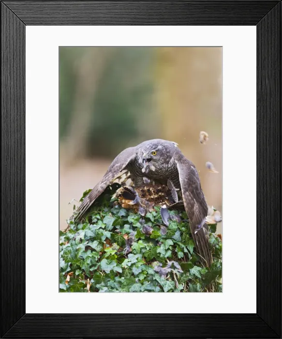 Framed Print : Picture No. 10887008 Framed Print : Picture No. 10887008
