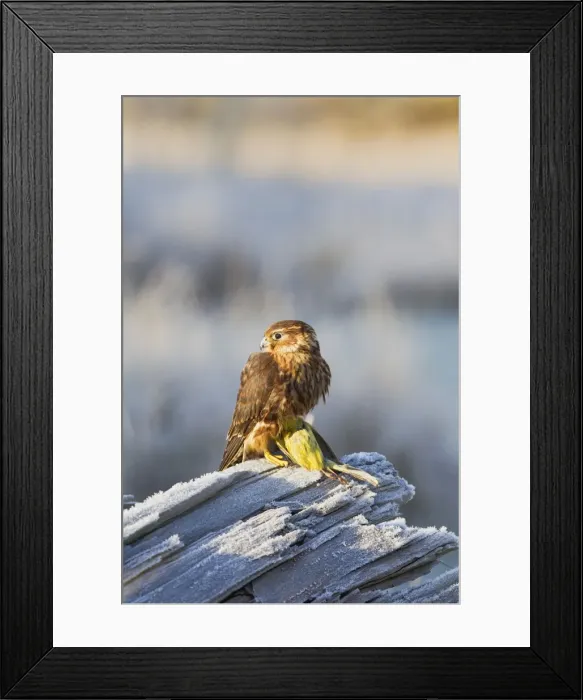 Framed Print : Picture No. 10887016 Framed Print : Picture No. 10887016