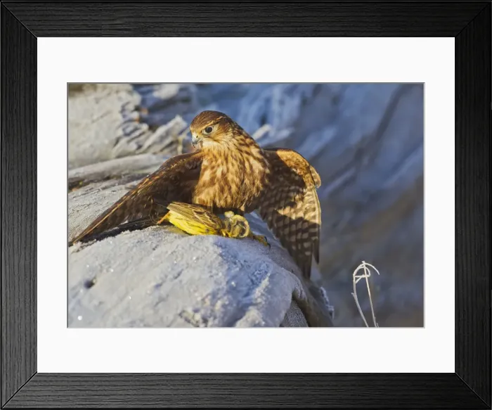 Framed Print : Picture No. 10887017 Framed Print : Picture No. 10887017