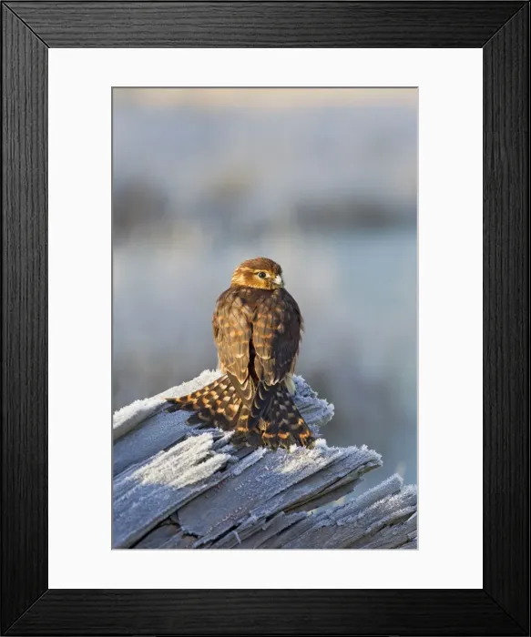 Framed Print : Picture No. 10887015 Framed Print : Picture No. 10887015