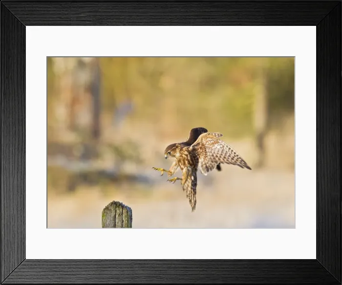 Framed Print : Picture No. 10887018 Framed Print : Picture No. 10887018