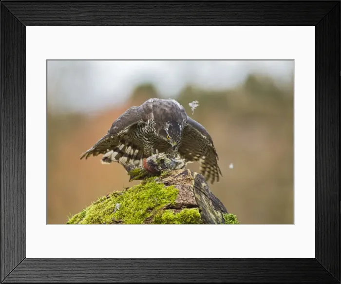 Framed Print : Picture No. 10887014 Framed Print : Picture No. 10887014