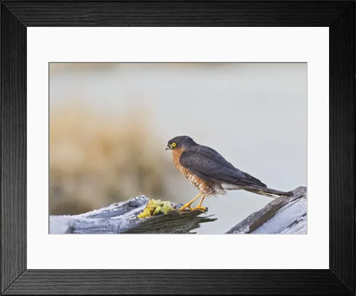 Framed Print : Picture No. 10887020 Framed Print : Picture No. 10887020