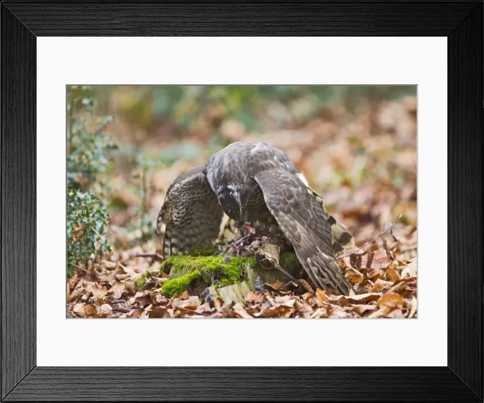 Framed Print : Picture No. 10887011 Framed Print : Picture No. 10887011