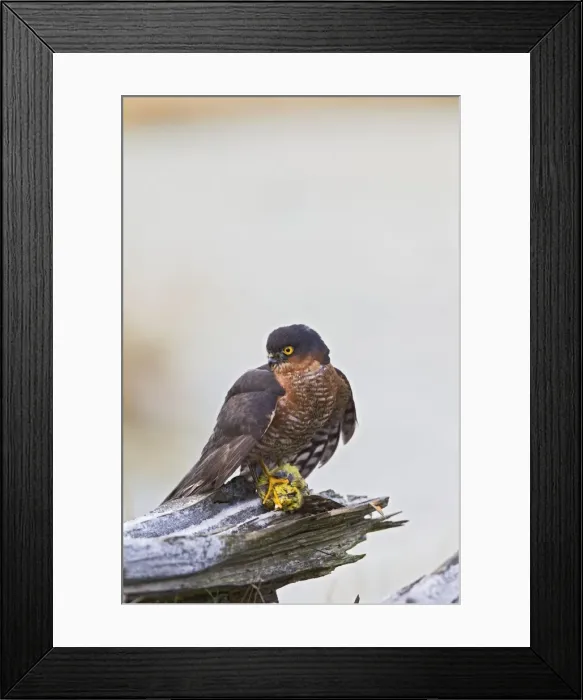 Framed Print : Picture No. 10887021