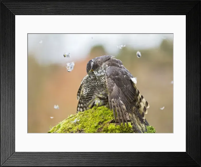 Framed Print : Picture No. 10887013 Framed Print : Picture No. 10887013