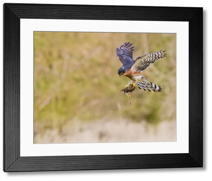 Framed Print : Picture No. 10887024 Framed Print : Picture No. 10887024