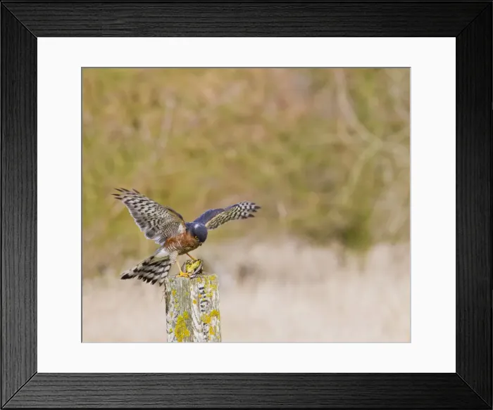 Framed Print : Picture No. 10887025 Framed Print : Picture No. 10887025