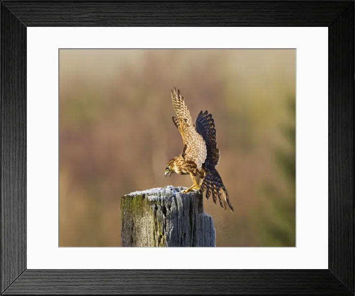 Framed Print : Picture No. 10887019 Framed Print : Picture No. 10887019