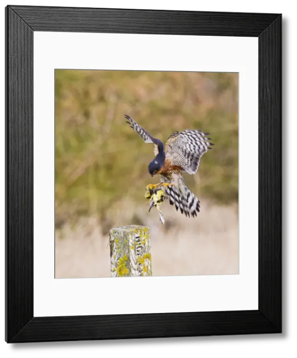 Framed Print : Picture No. 10887023 Framed Print : Picture No. 10887023