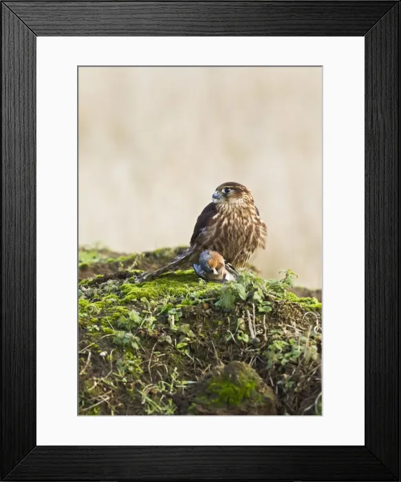 Framed Print : Picture No. 10887027 Framed Print : Picture No. 10887027