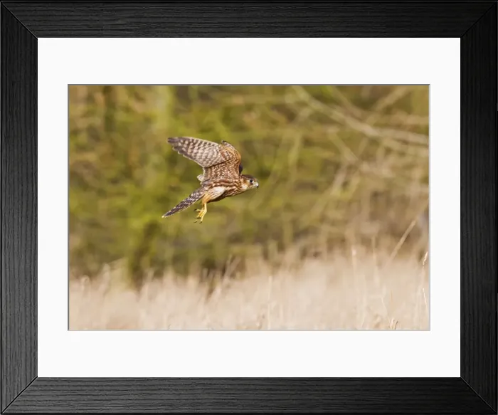 Framed Print : Picture No. 10887026 Framed Print : Picture No. 10887026