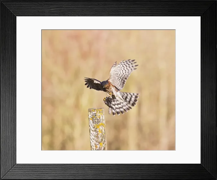 Framed Print : Picture No. 10887029 Framed Print : Picture No. 10887029