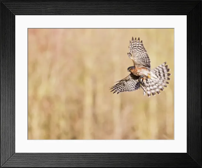 Framed Print : Picture No. 10887030 Framed Print : Picture No. 10887030