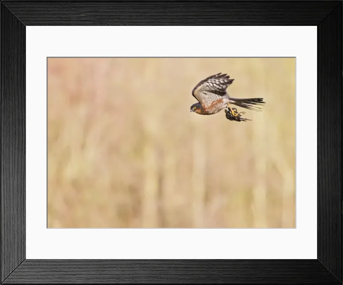 Framed Print : Picture No. 10887031 Framed Print : Picture No. 10887031