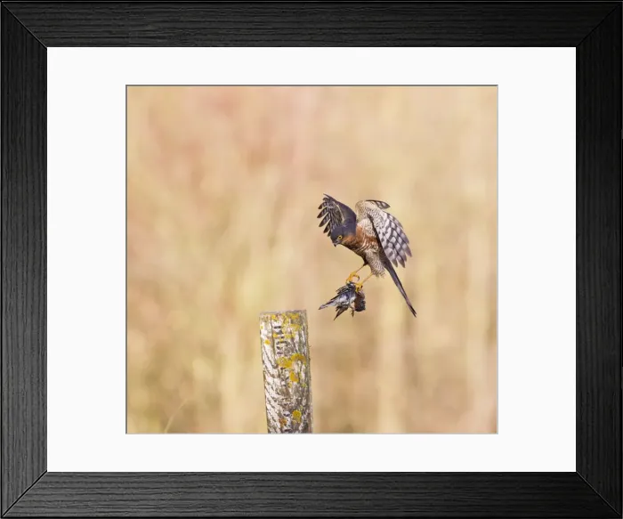 Framed Print : Picture No. 10887032 Framed Print : Picture No. 10887032