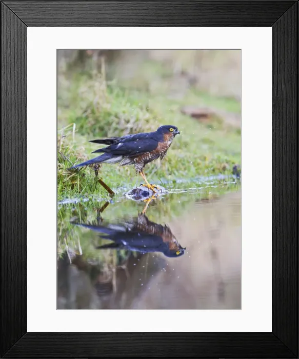 Framed Print : Picture No. 10887035 Framed Print : Picture No. 10887035