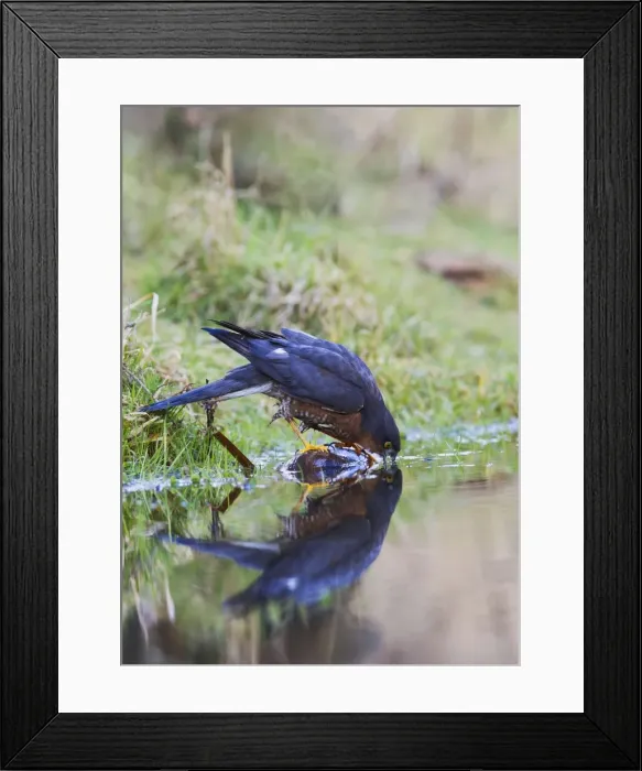Framed Print : Picture No. 10887036 Framed Print : Picture No. 10887036
