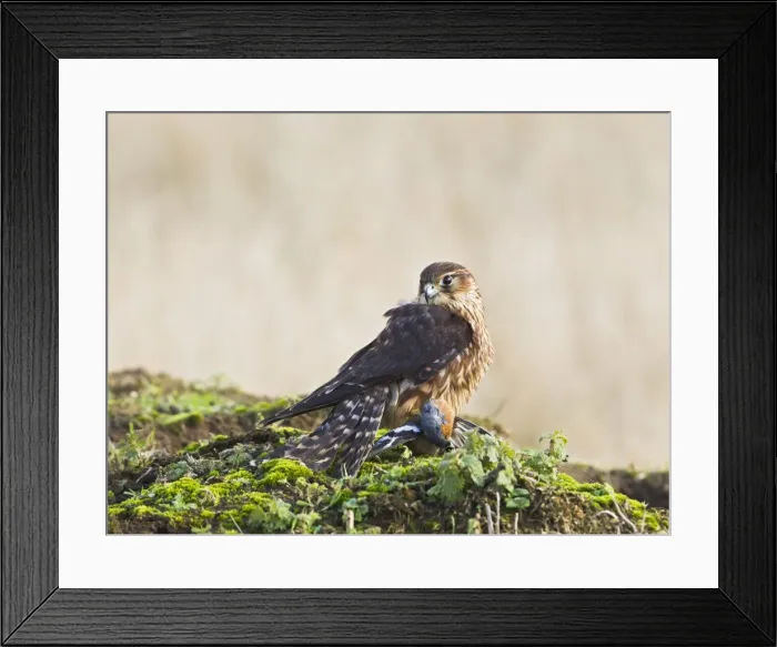 Framed Print : Picture No. 10887028 Framed Print : Picture No. 10887028