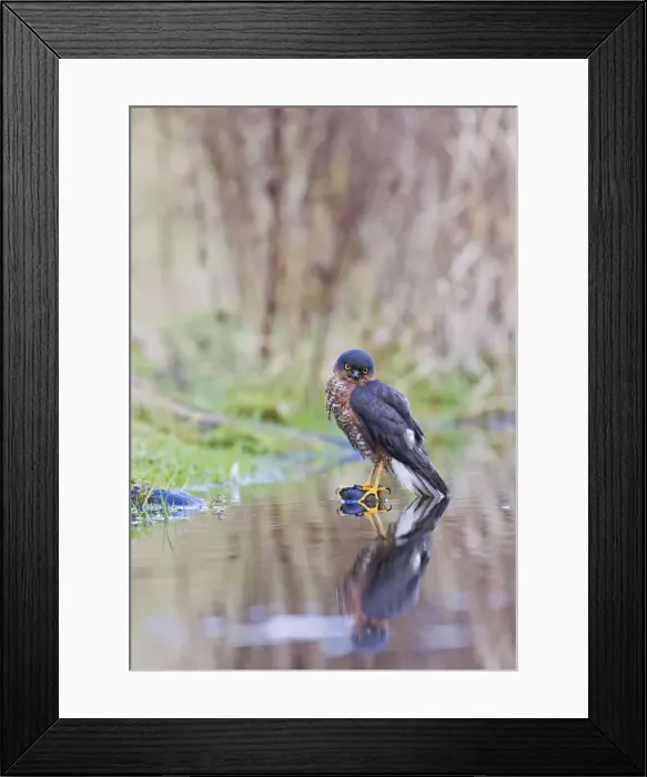 Framed Print : Picture No. 10887034 Framed Print : Picture No. 10887034