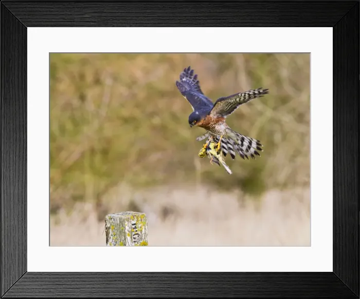 Framed Print : Picture No. 10887022 Framed Print : Picture No. 10887022