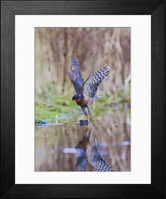 Framed Print : Picture No. 10887033