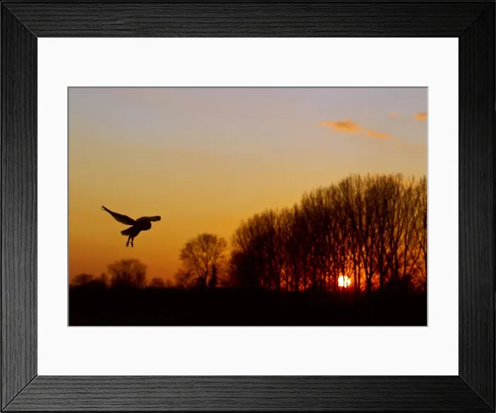 Framed Print : Picture No. 10887038