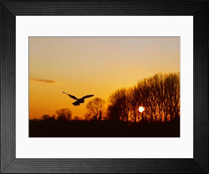 Framed Print : Picture No. 10887037 Framed Print : Picture No. 10887037