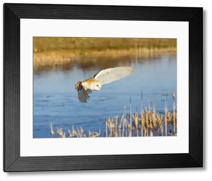 Framed Print : Picture No. 10887039 Framed Print : Picture No. 10887039