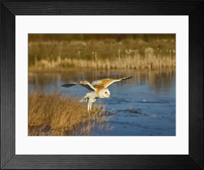 Framed Print : Picture No. 10887041 Framed Print : Picture No. 10887041