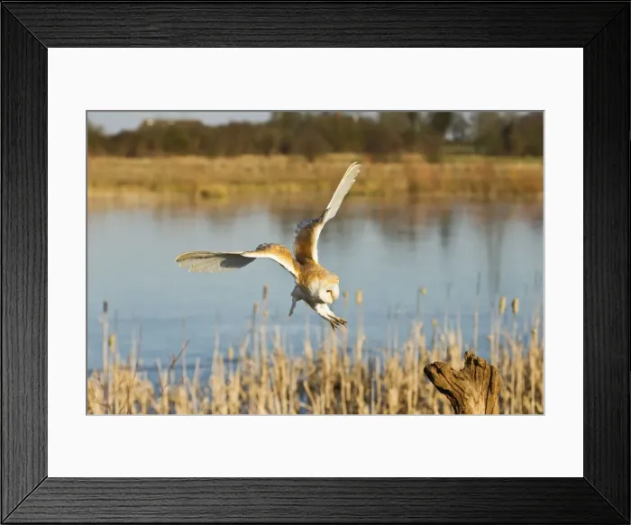 Framed Print : Picture No. 10887042 Framed Print : Picture No. 10887042