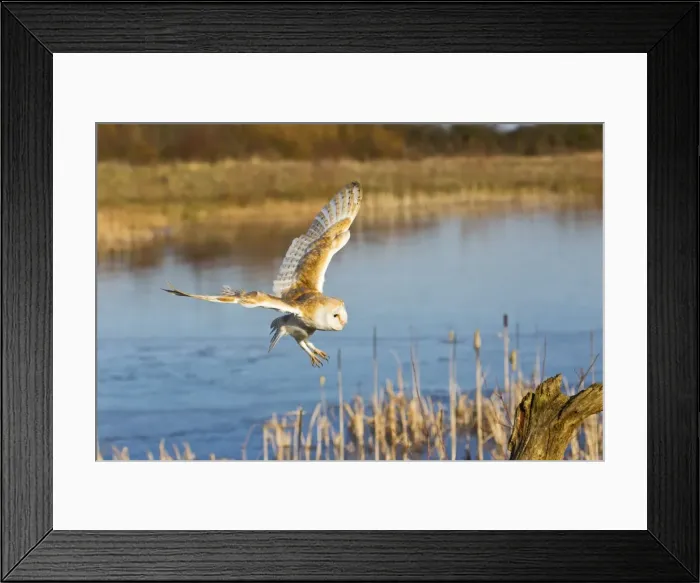 Framed Print : Picture No. 10887040 Framed Print : Picture No. 10887040