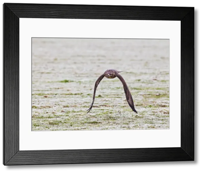 Framed Print : Picture No. 10887043 Framed Print : Picture No. 10887043