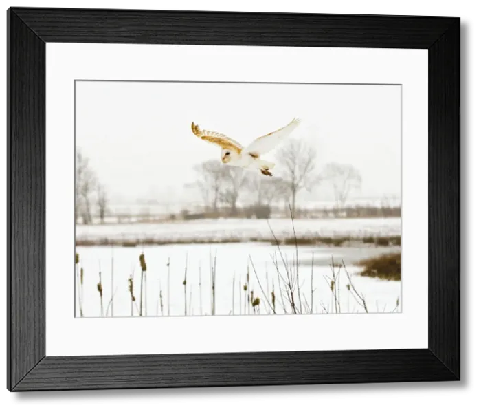 Framed Print : Picture No. 10887046 Framed Print : Picture No. 10887046