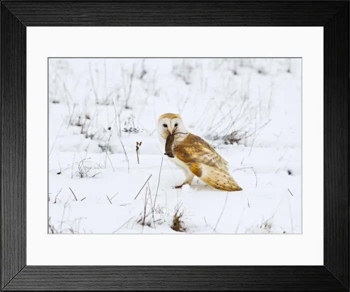 Framed Print : Picture No. 10887051 Framed Print : Picture No. 10887051