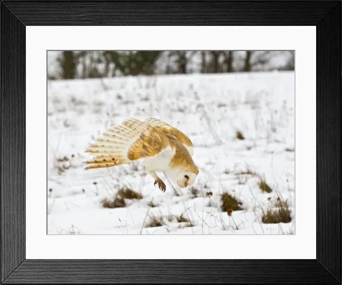 Framed Print : Picture No. 10887053 Framed Print : Picture No. 10887053