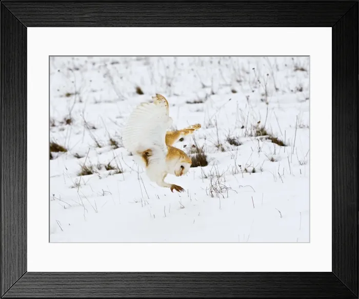 Framed Print : Picture No. 10887052 Framed Print : Picture No. 10887052