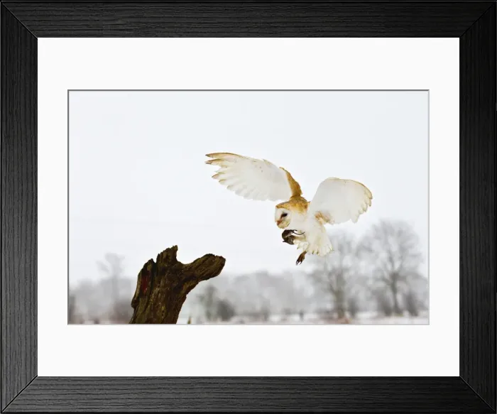Framed Print : Picture No. 10887047 Framed Print : Picture No. 10887047