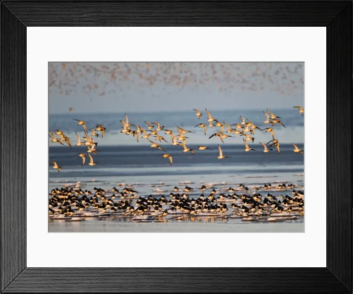 Framed Print : Picture No. 10887057 Framed Print : Picture No. 10887057