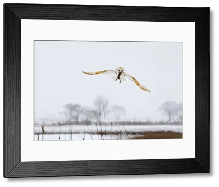Framed Print : Picture No. 10887050 Framed Print : Picture No. 10887050