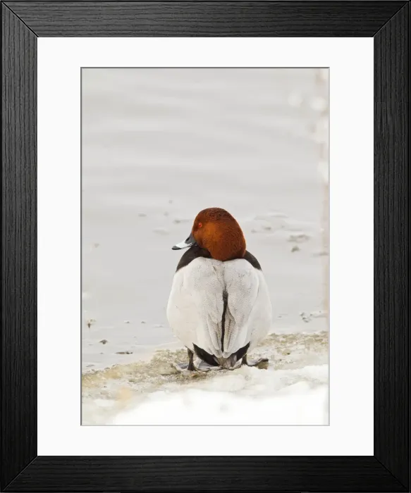 Framed Print : Picture No. 10887061 Framed Print : Picture No. 10887061
