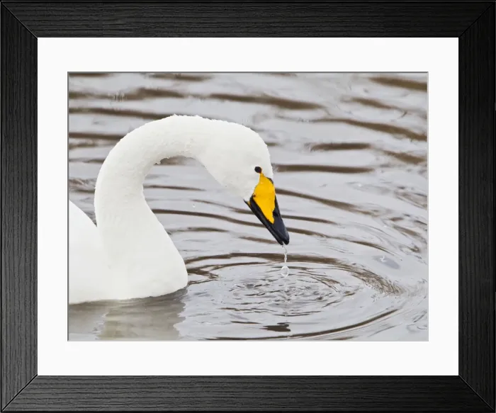 Framed Print : Picture No. 10887062 Framed Print : Picture No. 10887062