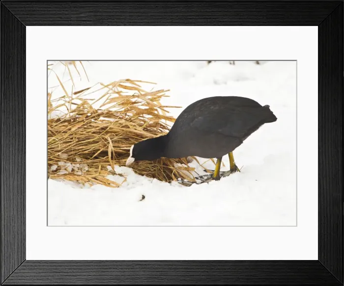 Framed Print : Picture No. 10887063 Framed Print : Picture No. 10887063