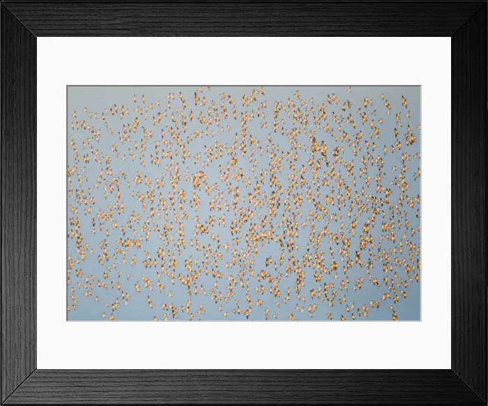 Framed Print : Picture No. 10887056 Framed Print : Picture No. 10887056