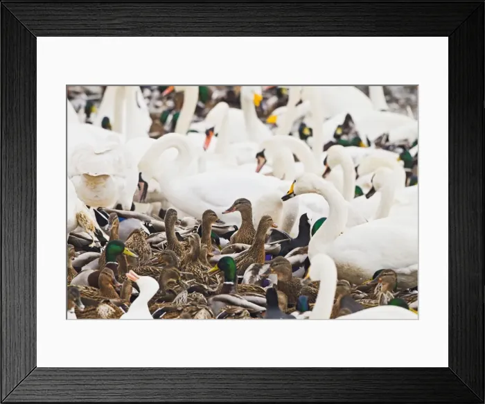 Framed Print : Picture No. 10887066 Framed Print : Picture No. 10887066