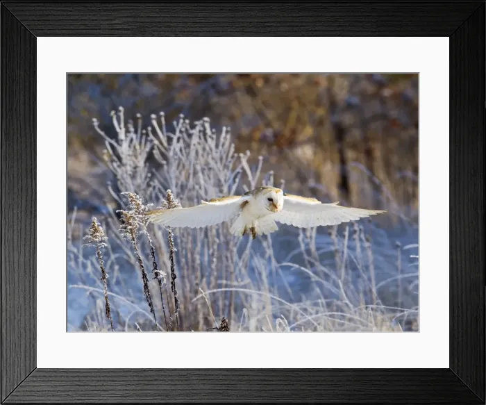 Framed Print : Picture No. 10887069 Framed Print : Picture No. 10887069