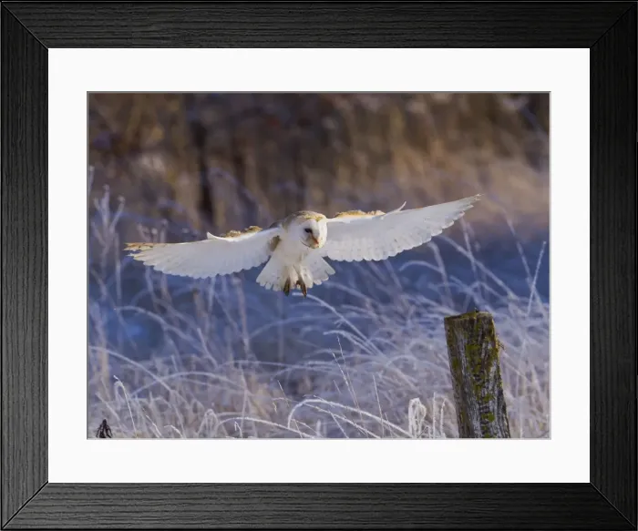 Framed Print : Picture No. 10887071 Framed Print : Picture No. 10887071