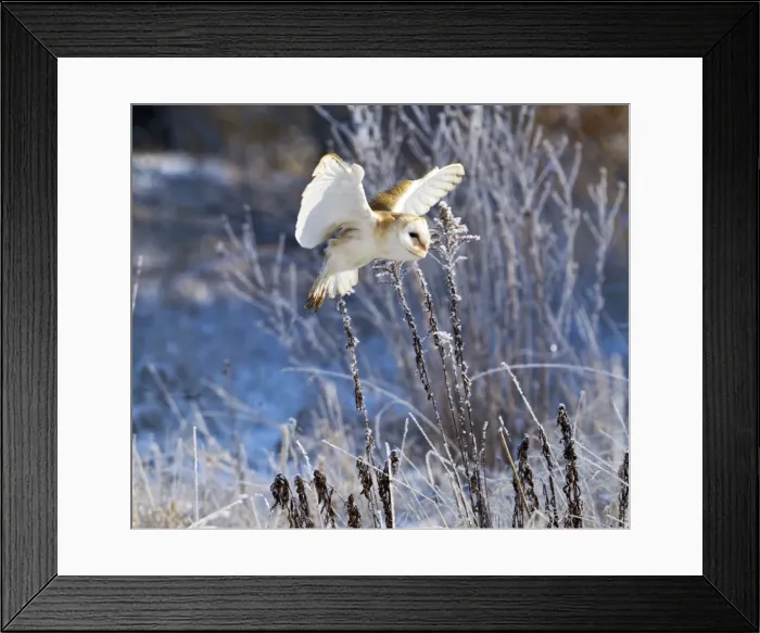 Framed Print : Picture No. 10887068 Framed Print : Picture No. 10887068