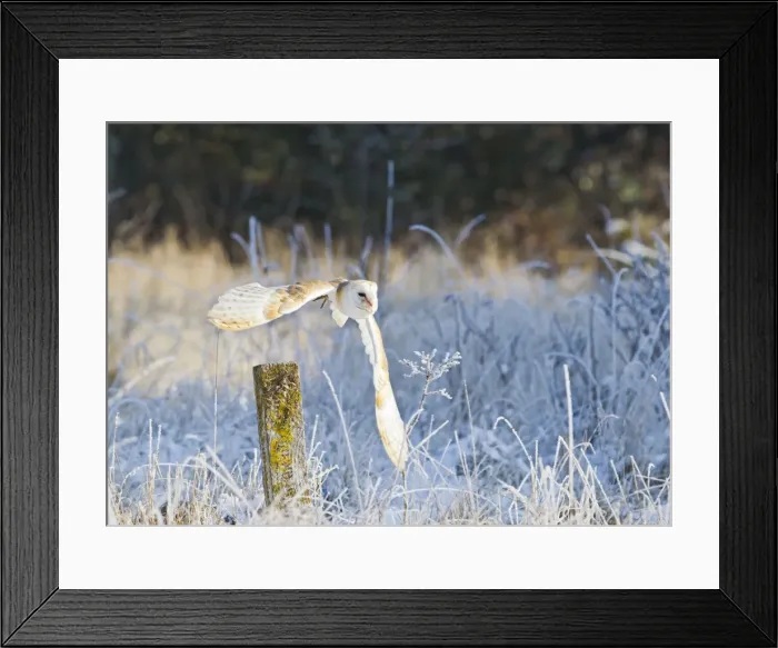 Framed Print : Picture No. 10887067 Framed Print : Picture No. 10887067